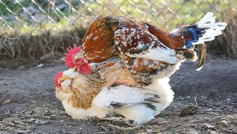 Hen and Rooster Reproduction