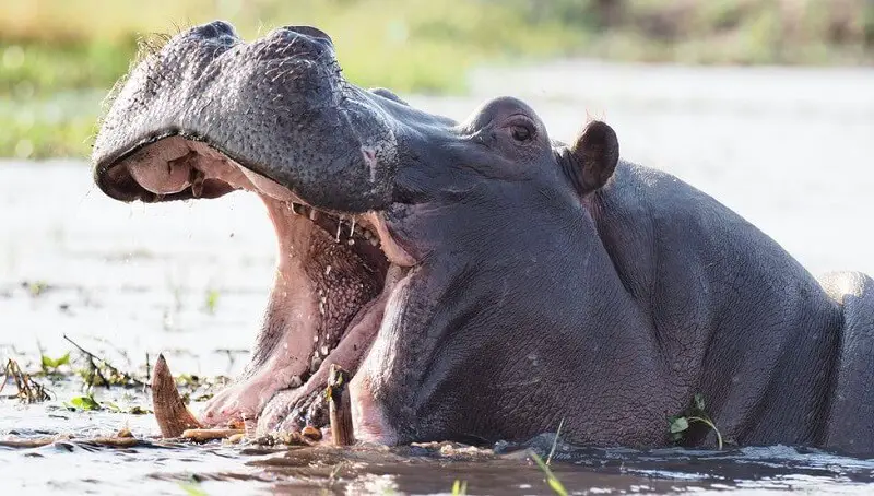 Do Hippos Eat Meat? 2 Hipoppotamus in Water