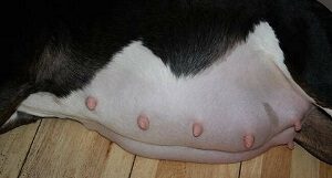 How Many Nipples do Dogs Have