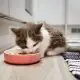 How Much to Feed a Kitten