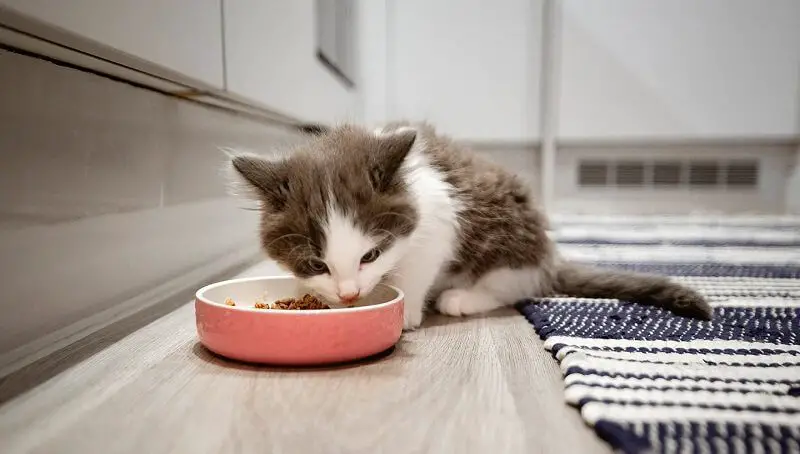 How Much to Feed a Kitten