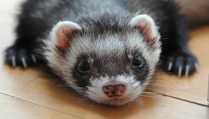Can Ferrets Eat Fruit? 3 Hungry Ferret