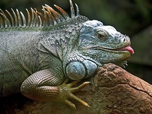 Hungry Iguana