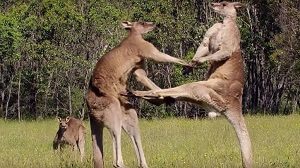 Kangaroos Fighting