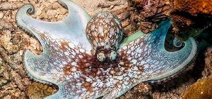 Keeping an octopus