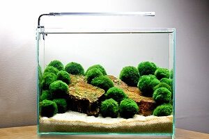 Keeping Marimo Balls