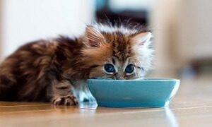 Kitten Feeding Amount