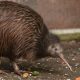 Kiwi Bird or Mammal