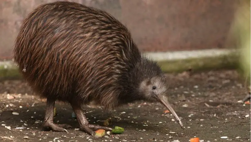 Kiwi Bird or Mammal