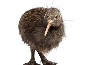 Kiwi Bird