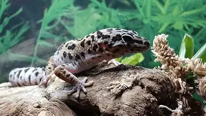 Leopard Gecko in Tank
