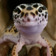 Leopard Gecko Lifespan