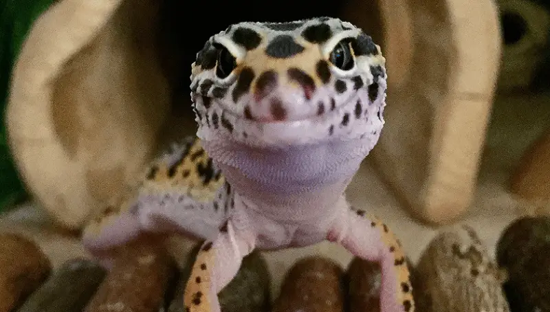 Leopard Gecko Lifespan