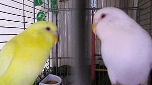 Lutino vs Albino Budgies