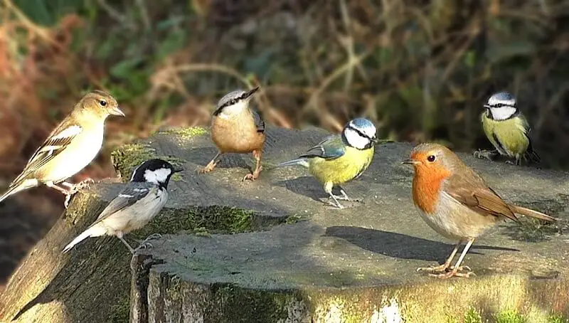 Why Do Birds Chirp At 3 AM? Simple Explanation - Petculiars