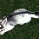 Marble Fox Pet