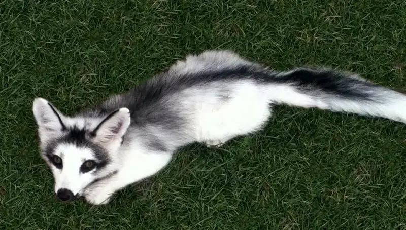 Marble Fox Pet