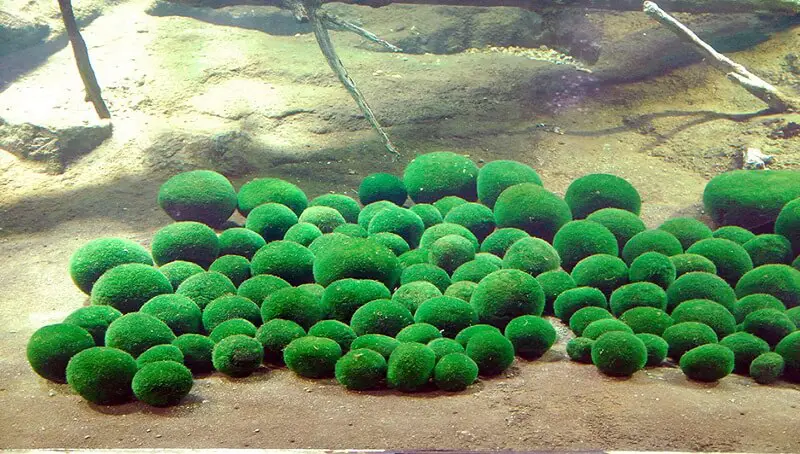 Marimo Balls Benefits