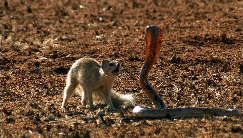 Mongoose Fighting Cobra