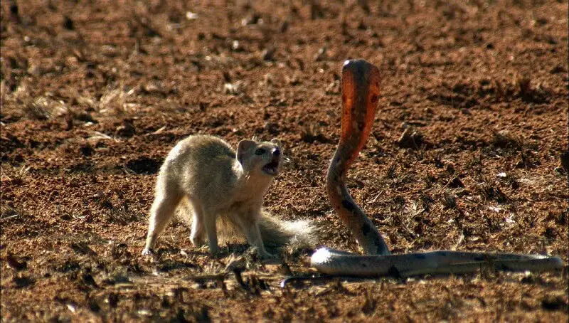 Mongoose Care Tips - Keeping a Mongoose as a Pet 2 Mongoose Fighting Cobra