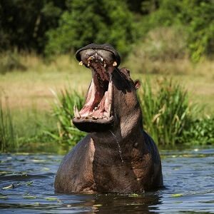 Mouth of Hippo