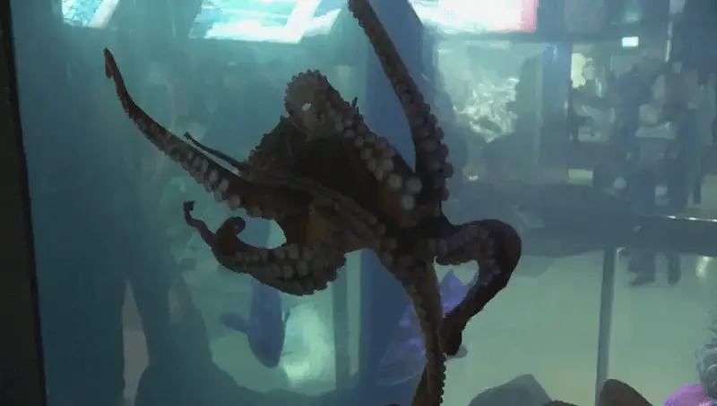 Octopus in Tank