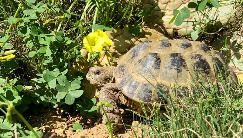 Old Russian Tortoise