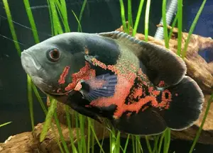 Oscar Fish In Tank