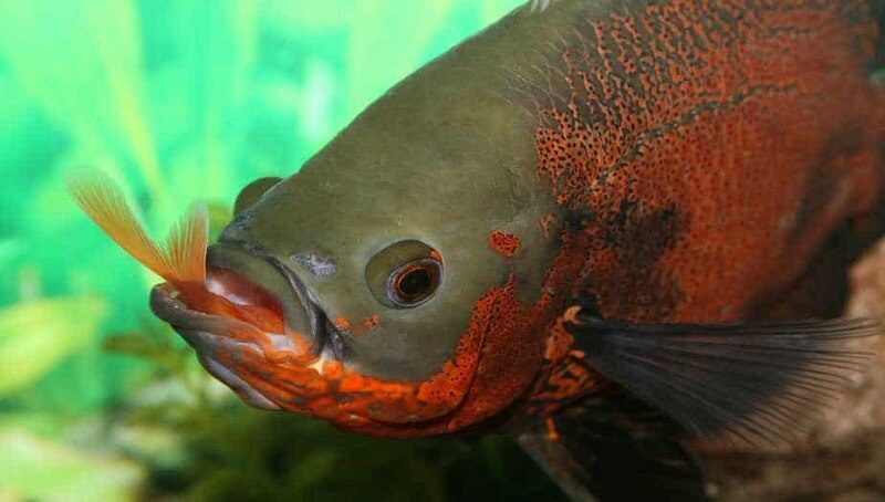Oscar Fish Lifespan