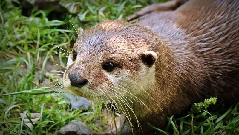 Otter on Land