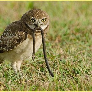 Owl Eating Snake