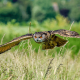 Owl Hunting Snake