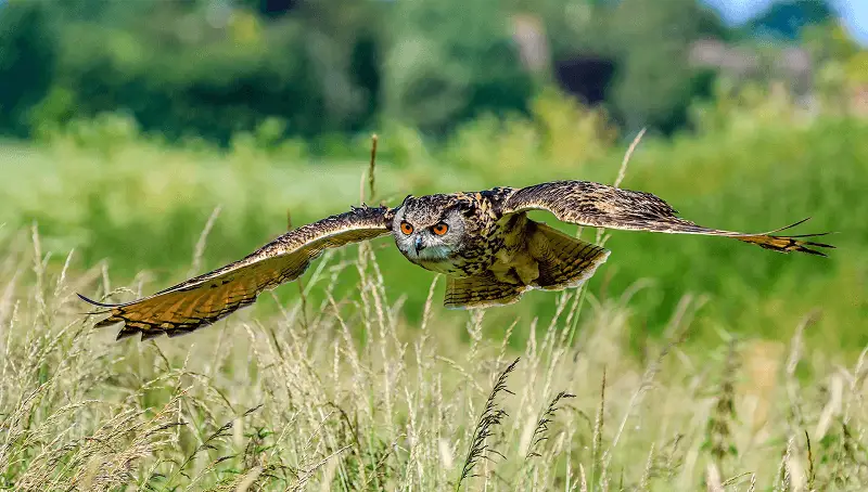 Owl Hunting Snake