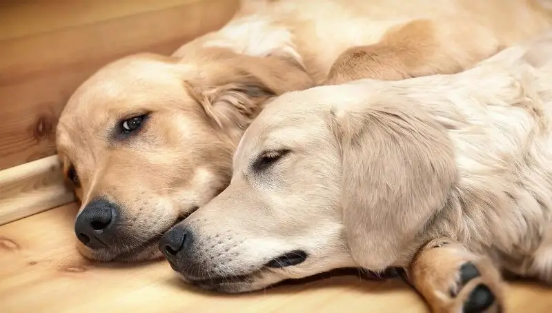 Super-cute Names for Pairs of Pets - Over 200! 2 Pair of Dogs