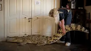 Pet Crocodile