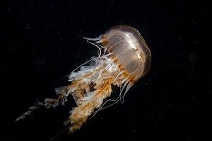 Pet Jellyfish