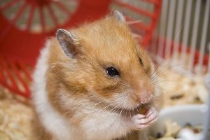 Pet Teddy Bear Hamster