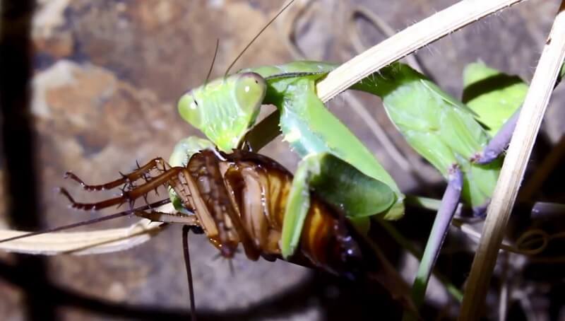 Praying Mantis Eating