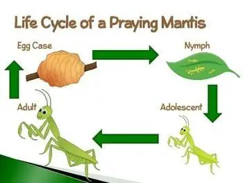 Praying Mantis Egg to Adult