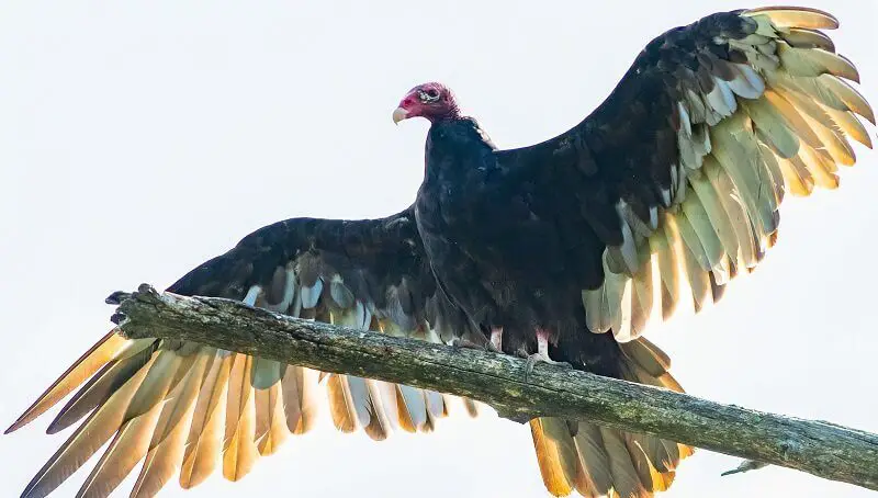 What Eats a Vulture? A Vulture's Predators 4 Predators of Vultures