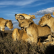 Pride of Lions
