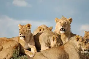Pride of Lions Chilling