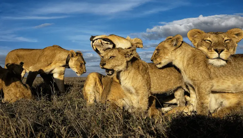 What is a Group of Lions Called? 3 Pride of Lions