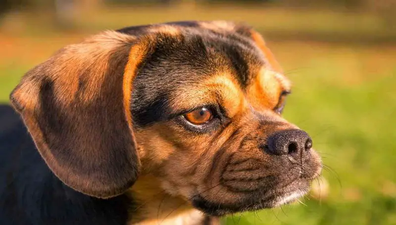 Full-grown Puggles - General Information 4 Puggle Details