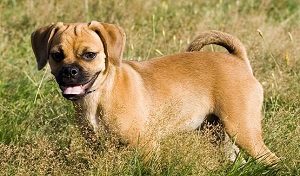 Puggle in Grass