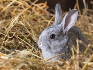 Rabbit in Burrow