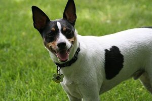 Rat Terrier Lifespan