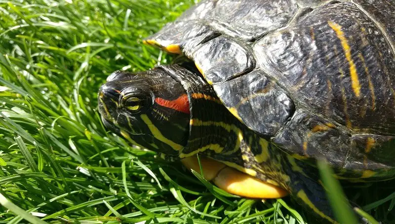 Red Eared Turtle