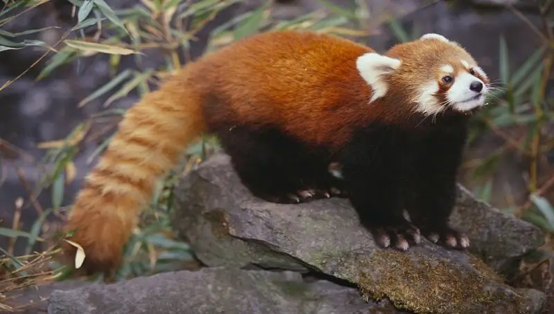 Red Panda