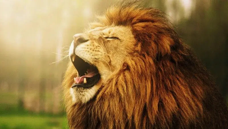 Why Do Lions Roar? Some Interesting Information 2 Roaring Lion